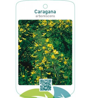 Caragana arborescens