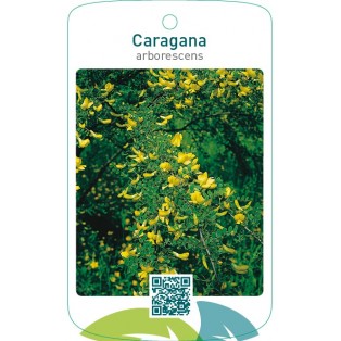 Caragana arborescens