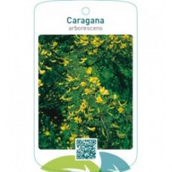 Caragana arborescens