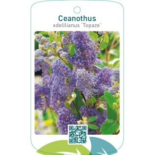Ceanothus xdelilianus ‘Topaze’
