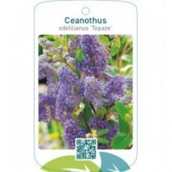 Ceanothus xdelilianus ‘Topaze’