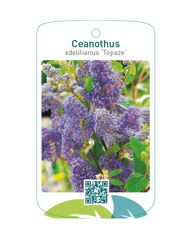 Ceanothus xdelilianus ‘Topaze’