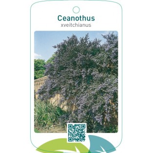 Ceanothus xveitchianus