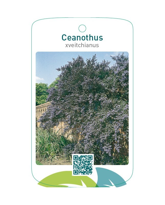 Ceanothus xveitchianus