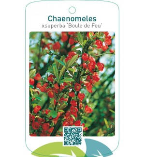 Chaenomeles xsuperba ‘Boule de Feu’