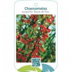 Chaenomeles xsuperba ‘Boule de Feu’