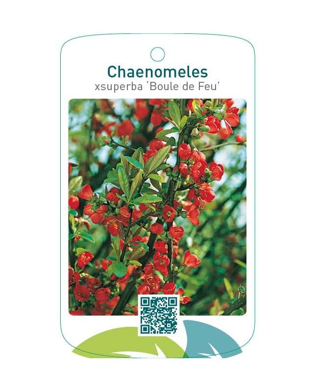 Chaenomeles xsuperba ‘Boule de Feu’