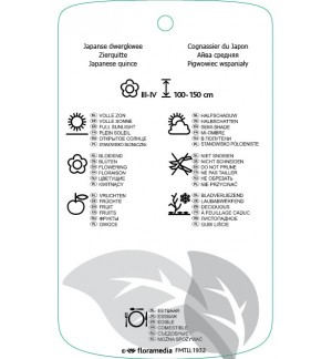 Etichette di Chaenomeles xsuperba ‘Boule di Feu’ *