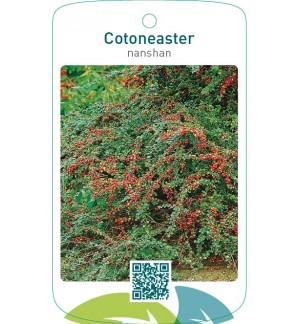 Cotoneaster nanshan