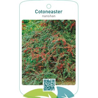 Cotoneaster nanshan