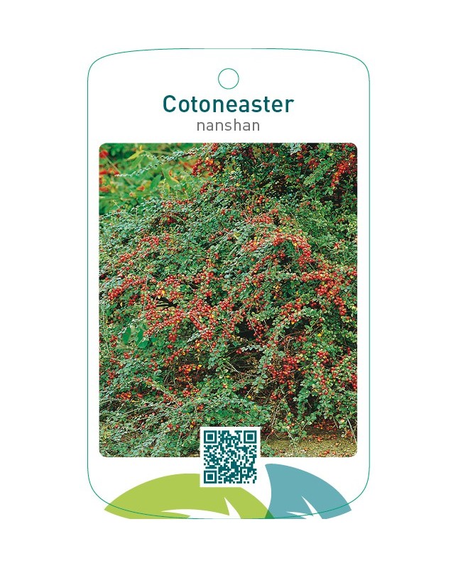 Cotoneaster nanshan