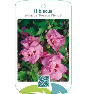 Hibiscus syriacus ‘Roseus Plenus’