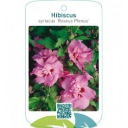 Hibiscus syriacus ‘Roseus Plenus’