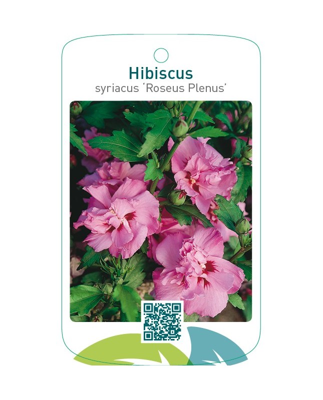Hibiscus syriacus ‘Roseus Plenus’