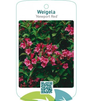 Weigela ‘Newport Red’