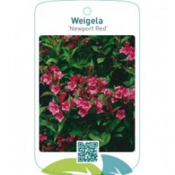 Weigela ‘Newport Red’