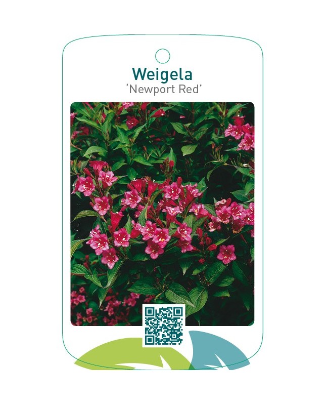 Weigela ‘Newport Red’