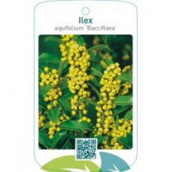 Ilex aquifolium ‘Bacciflava’