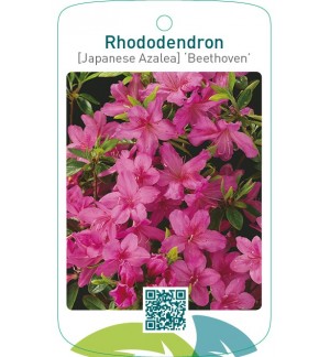 Rhododendron [Japanese Azalea] ‘Beethoven’