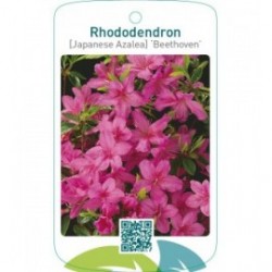Rhododendron [Japanese Azalea] ‘Beethoven’