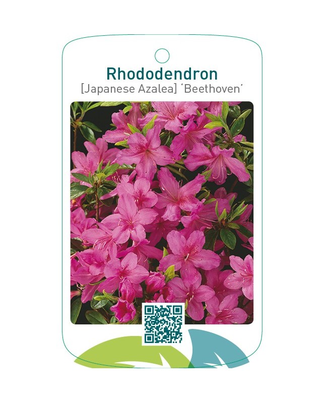 Rhododendron [Japanese Azalea] ‘Beethoven’