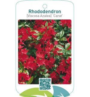 Rhododendron [Viscosa-Azalea] ‘Carat’