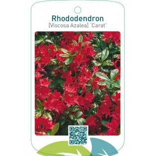 Rhododendron [Viscosa-Azalea] ‘Carat’