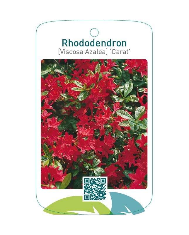 Rhododendron [Viscosa-Azalea] ‘Carat’