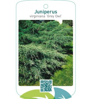 Juniperus virginiana ‘Grey Owl’