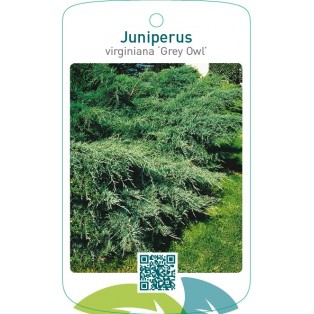 Juniperus virginiana ‘Grey Owl’