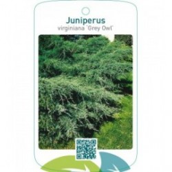 Juniperus virginiana ‘Grey Owl’