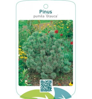 Pinus pumila ‘Glauca’