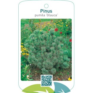 Pinus pumila ‘Glauca’