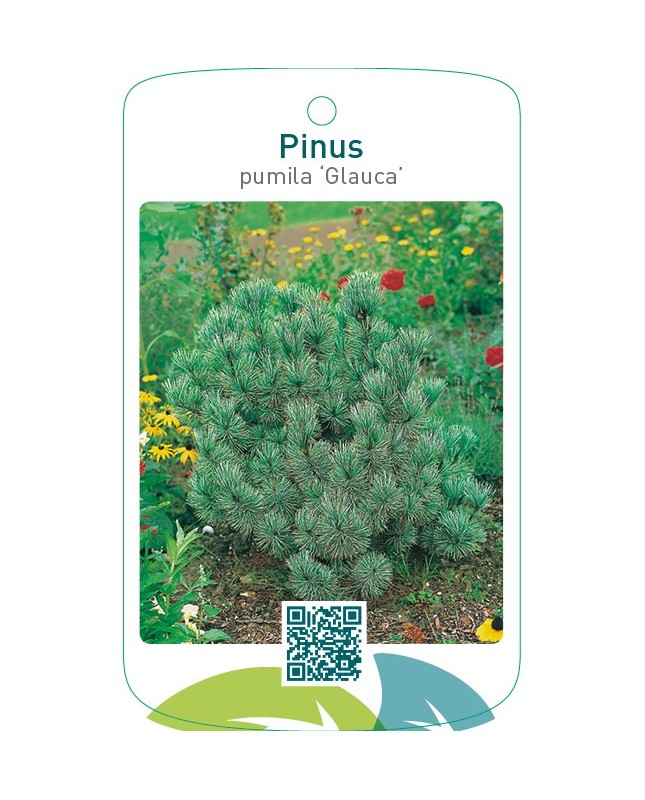Pinus pumila ‘Glauca’