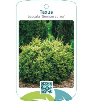 Taxus baccata ‘Semperaurea’