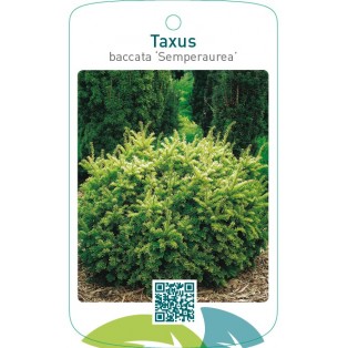 Taxus baccata ‘Semperaurea’