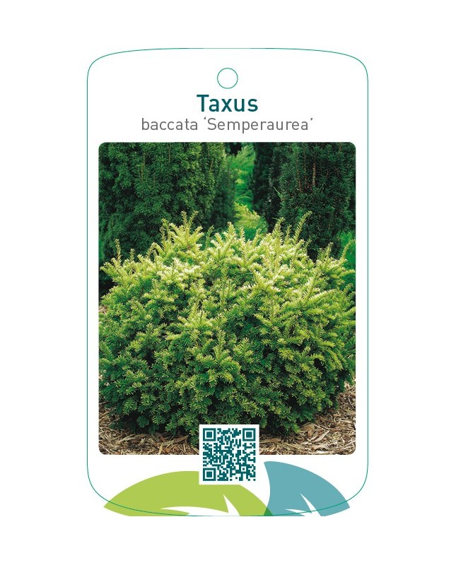 Taxus baccata ‘Semperaurea’
