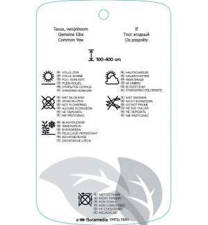 Etichette di Taxus baccata ‘Semperaurea’ *