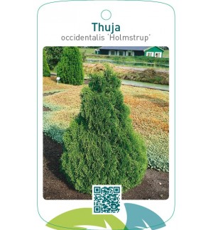 Thuja occidentalis ‘Holmstrup’