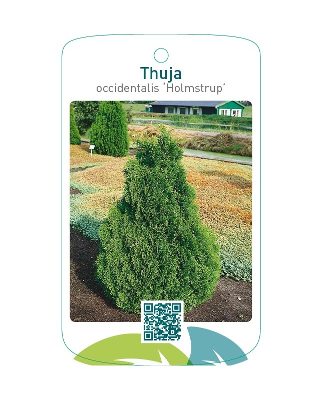 Thuja occidentalis ‘Holmstrup’