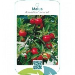 Malus domestica ‘Jonared’