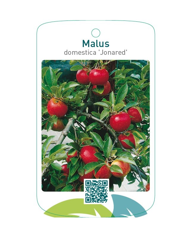 Malus domestica ‘Jonared’