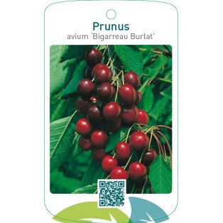 Prunus avium ‘Bigarreau Burlat’