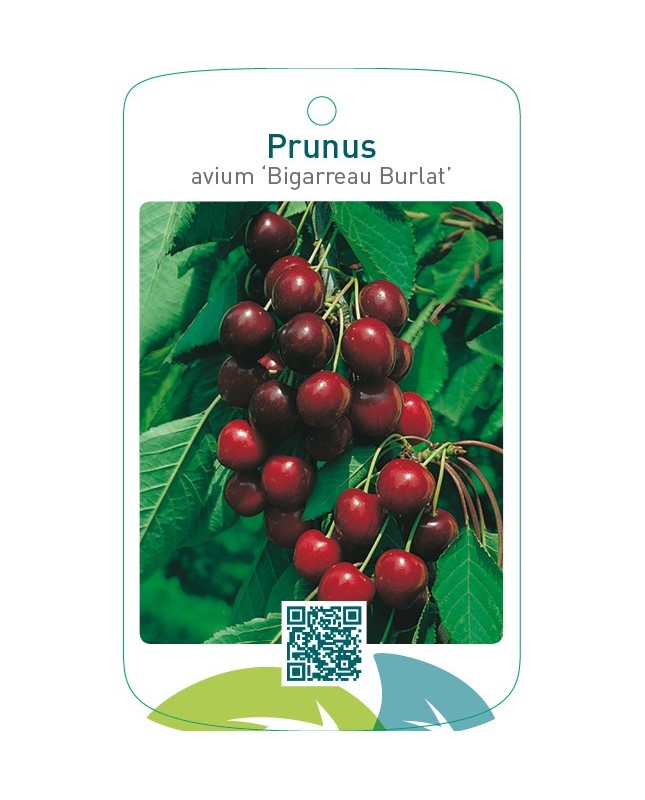 Prunus avium ‘Bigarreau Burlat’