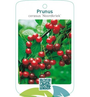 Prunus cerasus ‘Noordkriek’