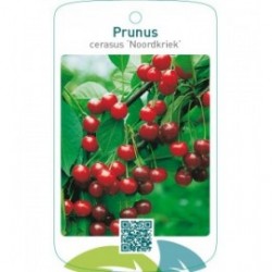 Prunus cerasus ‘Noordkriek’
