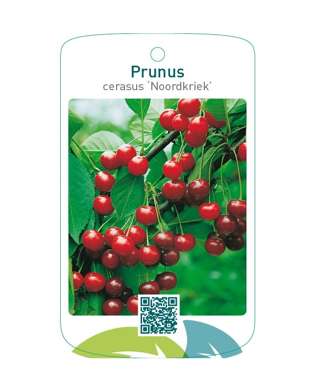 Prunus cerasus ‘Noordkriek’