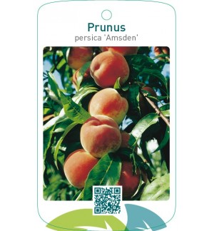 Prunus persica ‘Amsden’