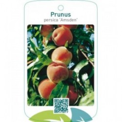 Prunus persica ‘Amsden’