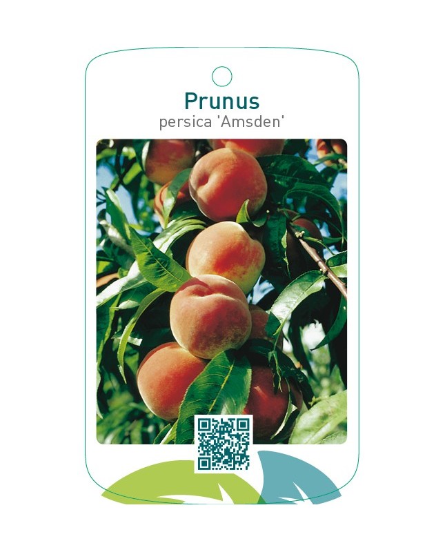 Prunus persica ‘Amsden’